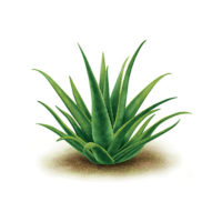 aloe_vera